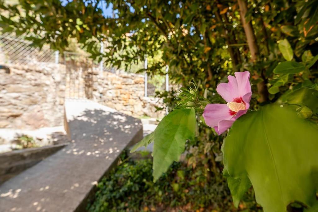 Casa Feli - Apartamento Con Jardin Privado En Los Pirineos Castiello de Jaca Eksteriør billede